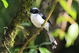 Black-backed Sibiaborder=